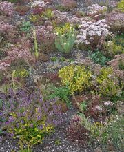 Staudengärtnerei David Müller Bild 8