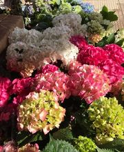 Floristería Campo y Jardín imagen 4