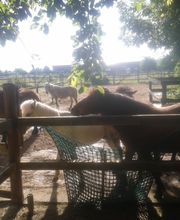 Reiten mit Achtsamkeit Angelika Rose Bild 3