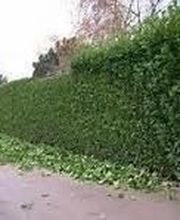 Espace Vert Mc image 17