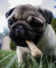 Kleintierpraxis Dr. Witschi Bild 4