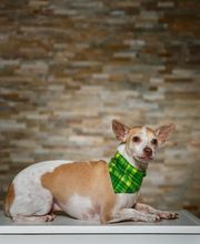 SichtArt Optik AG Bild 8