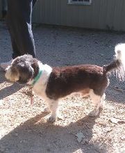 Brentwood Animal Campus image 8