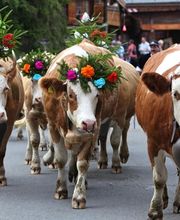 Verbier Language School Bild 12