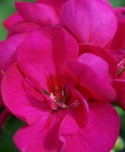 Blumen Eichenberger Horgen Bild 10