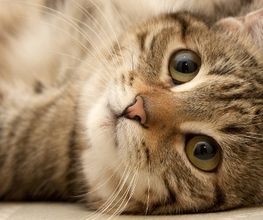 Purrfect Cat Hotel Hamburg Bild 3