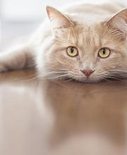 TIERKLINIK MITTELLAND AG Bild 1