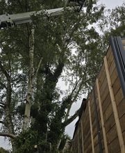 Sos Elagage image 10