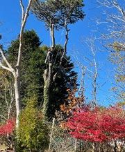 Climbers Tree Care Specialist, Inc. image 2