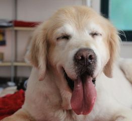 Pfötchen - Tierphysio