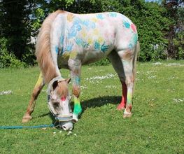 Reitschule Equo Deluxe Bild 1