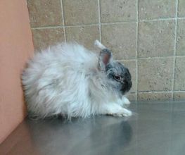 Centro Veterinario Ifach imagen 6