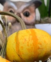 Blumengärtnerei G. Gerber AG Bild 11