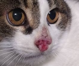 CATROGATOS imagen 4