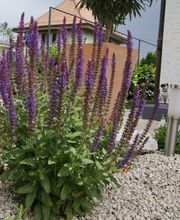 Bigler Gartenbau Bild 1