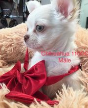 BEBE-CHIOTS image 3