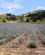 Abeille Assurances Cédric Veysseyre image 1
