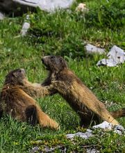 Wildhornhütte SAC / Cabane du Wildhorn CAS Bild 3