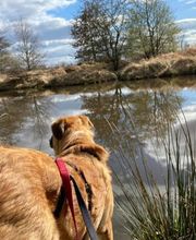 Hundeschule Thea Grothe Bild 14