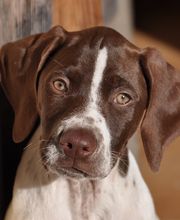 Elevage de L'étang Du Vert image 2