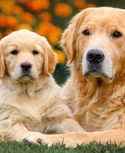 Reinado Canino imagen 10