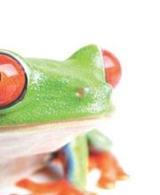 la ferme aux coleos image 13