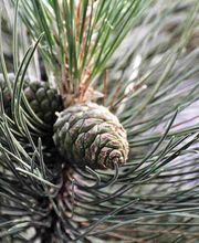 Buch den Fink Bild 3