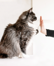 Kleintierpraxis DOCPOX Hannover Bild 3