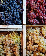 La Petite Jardinerie image 7