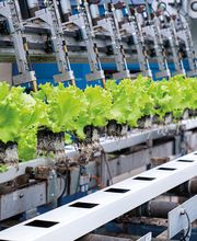 Stoll Légumes Bild 4