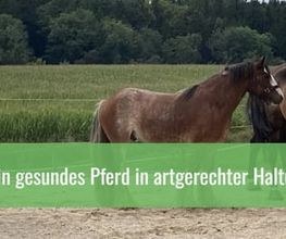 Aktivstall Dirnberg Bild 8