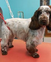 La Bichonnerie Henin image 3