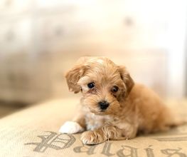 Reinado Canino imagen 1