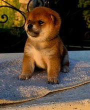 SHIBA INU Elevage  - Go You Djenima since 2007 image 2