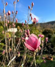 Pépinières Dijonnaises image 5