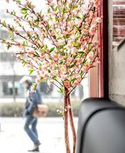 SUSHIFREUNDE Chemnitz Bild 8