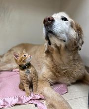 Fairview Animal Hospital image 6
