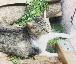 Hotel-cats.com image 3