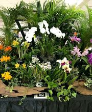 Odom's Orchids Inc image 16