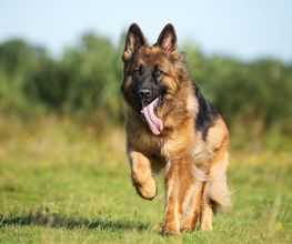 Reinado Canino imagen 11