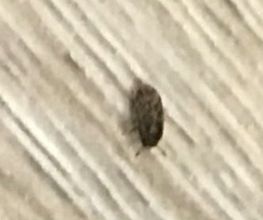 Stop Insecte image 14