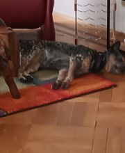 Dein Hund findet zu Hause keine Ruhe? In unserem neuen Blog beschreiben wir warum das so ist und welche Folgen dadurch mit dem Hund entstehen können. Im nächsten Blog berichten wir wie wir es mit Elsa geschafft haben und wie der Weg dahin war.