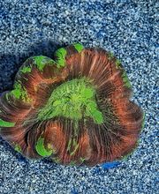 Aqua-Matrix Corals GmbH Bild 11