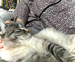 Comme Un Chat image 5