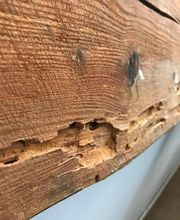 Stop nuisibles24 image 2