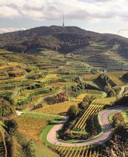 WINZERGENOSSENSCHAFT OBERBERGEN IM KAISERSTUHL EG Bild 3