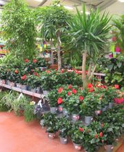 Jardinerie Delbard Le Puy en Velay image 5