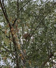 KH Anti-Nuisibles 3D image 5