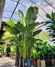 Midtown Garden Center image 4