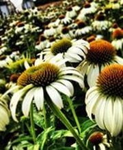 Passion Jardins image 3